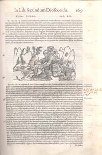 Pagina 169 del commento di Mattioli ai libri di Dioscoride, Venezia 1554 (cat. n. 17): cattura delle vipere, delle cui carni sono descritte le virt terapaeutiche