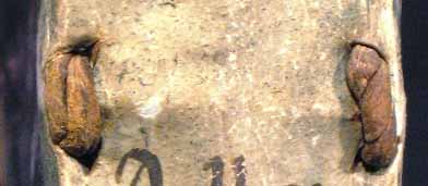 segnatura Cinq. 2 673, dettaglio