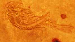 segnatura Cinq. 3 1684/1, dettaglio