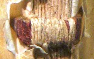 segnatura Cinq. 4 552, dettaglio