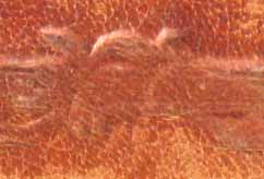 segnatura MA 626, dettaglio